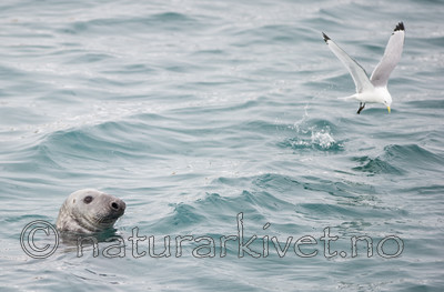 BB 13 0325 / Halichoerus grypus / Havert <br /> Rissa tridactyla / Krykkje